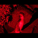 Das rote Licht der Pinguinschützer scheint die Pinguine nicht zu stören
